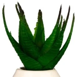 B&M Small Succulent -Hot Sale Household Items 380107 small succulent 4