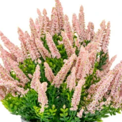 Bloom Heather In Plant Pot - Light Pink 4 Bloom Heather In Plant Pot - Light Pink -Hot Sale Household Items 392828 heather in plant pot light pink 2