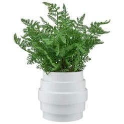 Bloom Premium Foliage In Cream Planter