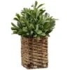 B&M Foliage In Seagrass Pot